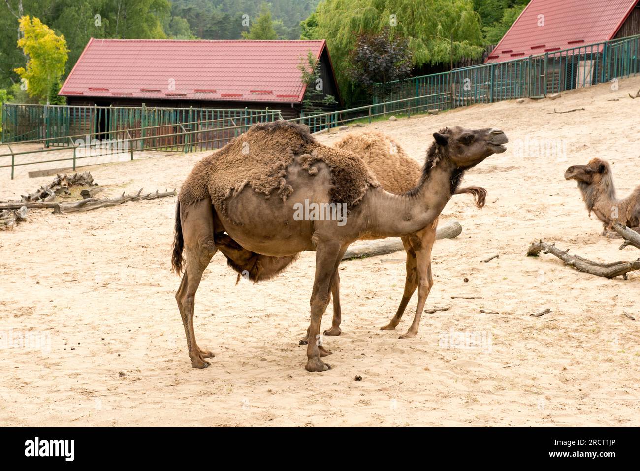 Dromadaire Camelus dromedarius ou Arabian Camel adulte et veau allaitant sur le lait dans le zoo de Gdansk, Gdansk, Pologne, Europe, UE Banque D'Images