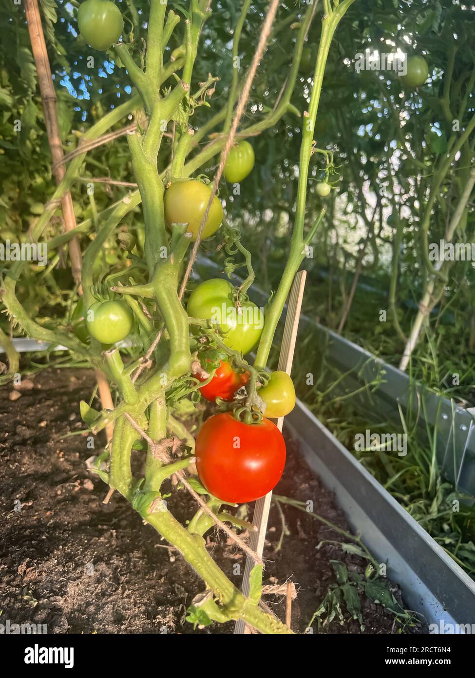 La tomate pousse dans une parcelle de jardin dans une serre Banque D'Images