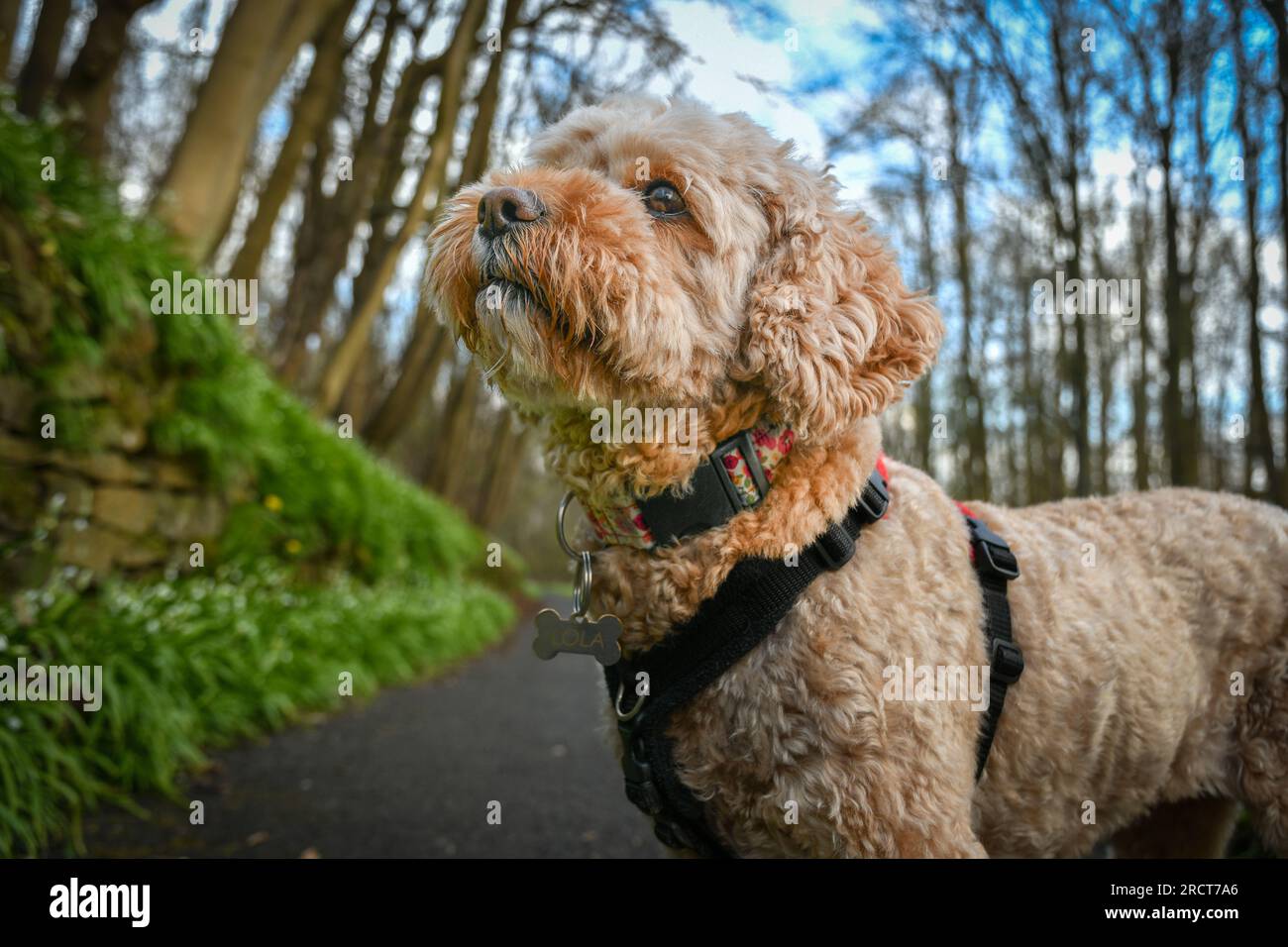 Photo de profil de chien Cavapoo adulte Banque D'Images