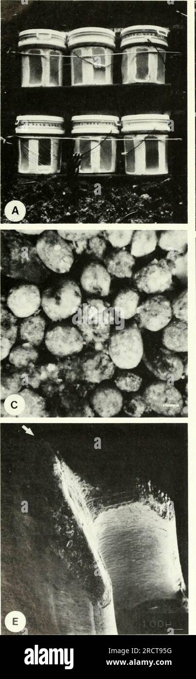 'L'écologie des récifs coralliens : résultats d'un atelier sur l'écologie des récifs coralliens organisé par l'American Society of Zoologists, Philadelphie, Pennsylvanie, décembre 1983' (1985) Banque D'Images