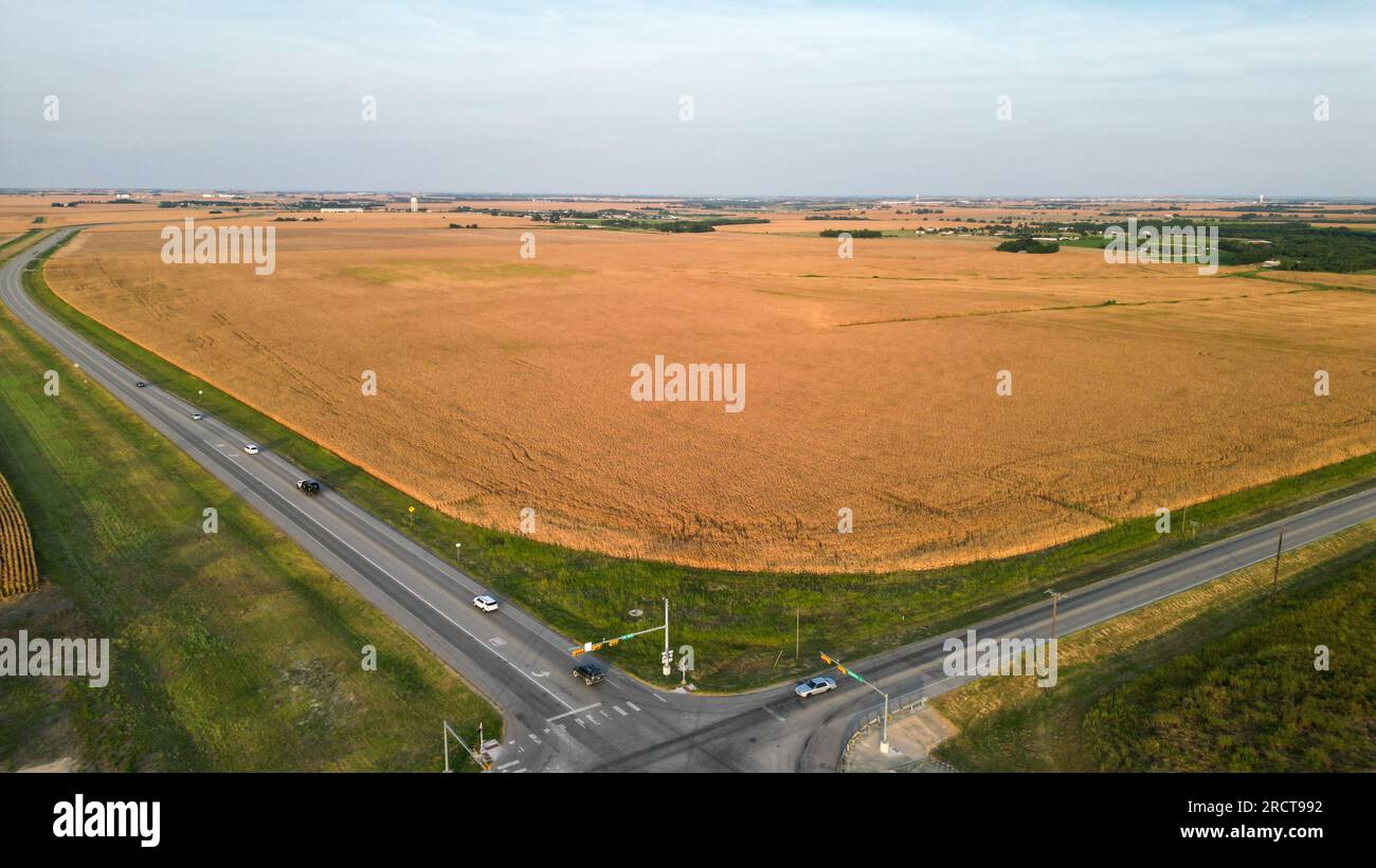 11 juillet 2023 : un champ de maïs frappé par la sécheresse se bat dans une chaleur de 107 degrés à l'extérieur de Taylor, Texas, le 11 juillet 2023. Des centaines d'acres de culture de maïs dans le centre du Texas ont été affectées négativement par une vague de chaleur et des conditions de sécheresse, entraînant des dommages ou la destruction d'une grande partie de la superficie plantée. (Image de crédit : © Scott Coleman/ZUMA Press Wire) USAGE ÉDITORIAL SEULEMENT! Non destiné à UN USAGE commercial ! Banque D'Images