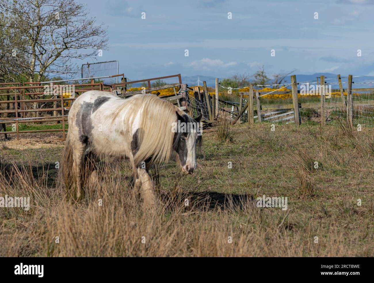 Cheval noir et blanc en épi de voyageurs avec belle crinière longue Banque D'Images