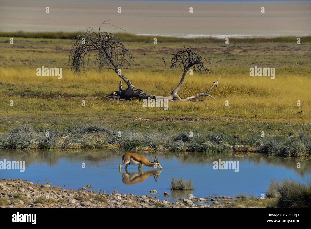 Lone springbok buvant à Salvadora Waterhole, Etosha Pan en arrière-plan, Etosha National Park, Namibie, Banque D'Images