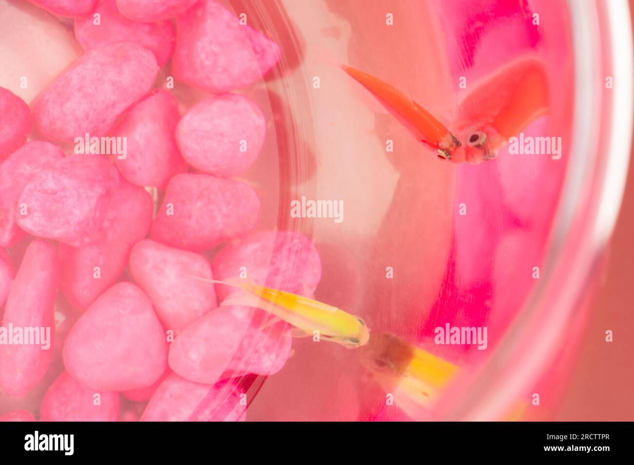 Gros plan de deux poissons dans l'aquarium au-dessus de la vue de dessus Banque D'Images