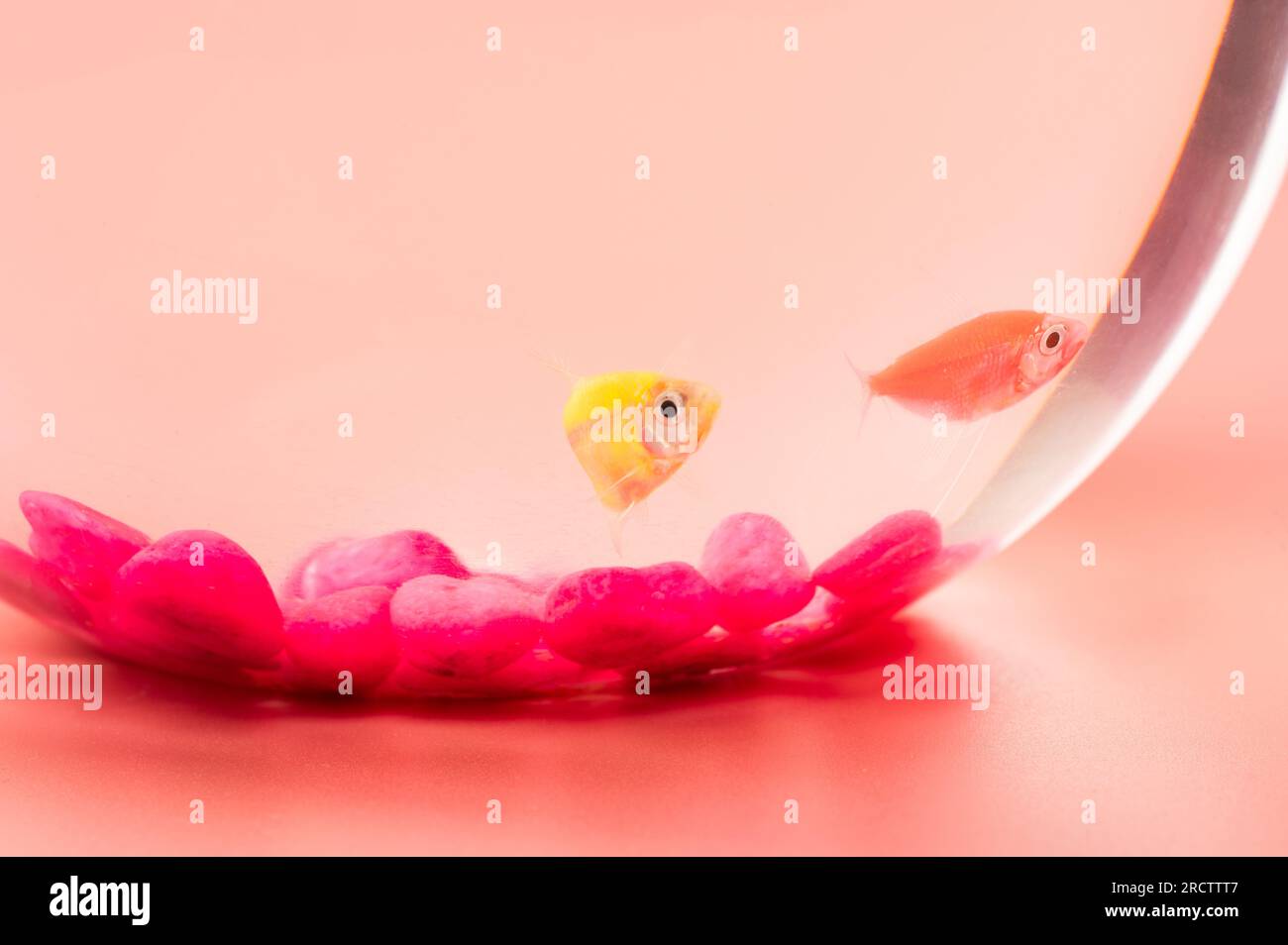 Petits poissons colorés exotiques dans un bol avec des pierres roses macro vue rapprochée Banque D'Images