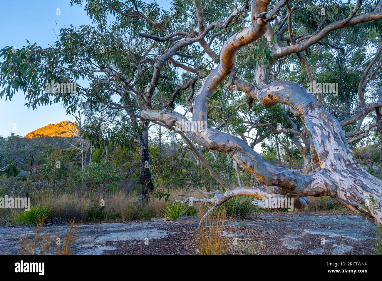 Grand eucalyptus avec la Pyramide ensoleillée en arrière-plan, parc national de Girraween, sud-est du Queensland, Australie Banque D'Images