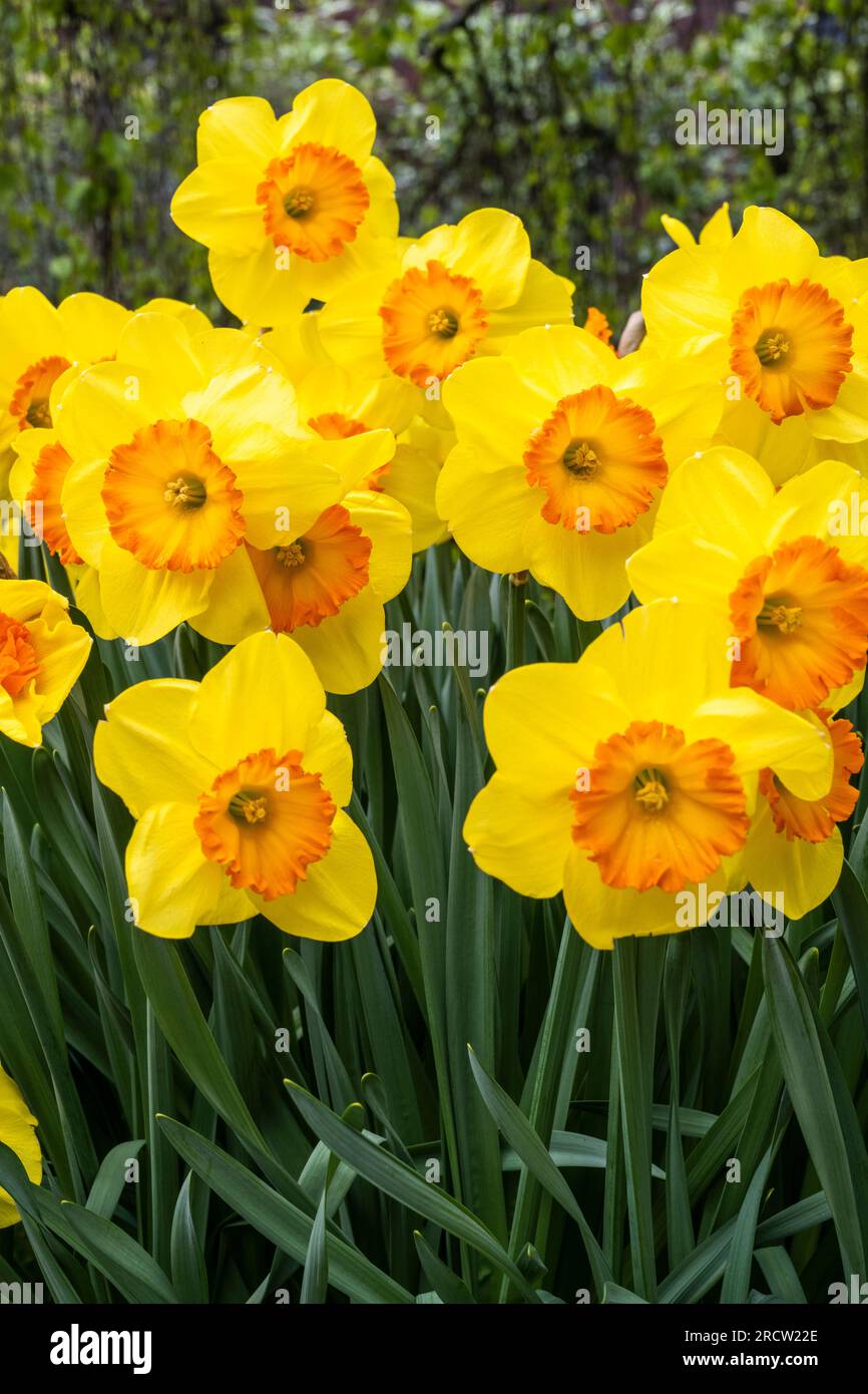 grappe de jonquilles jaunes avec un centre orange Banque D'Images