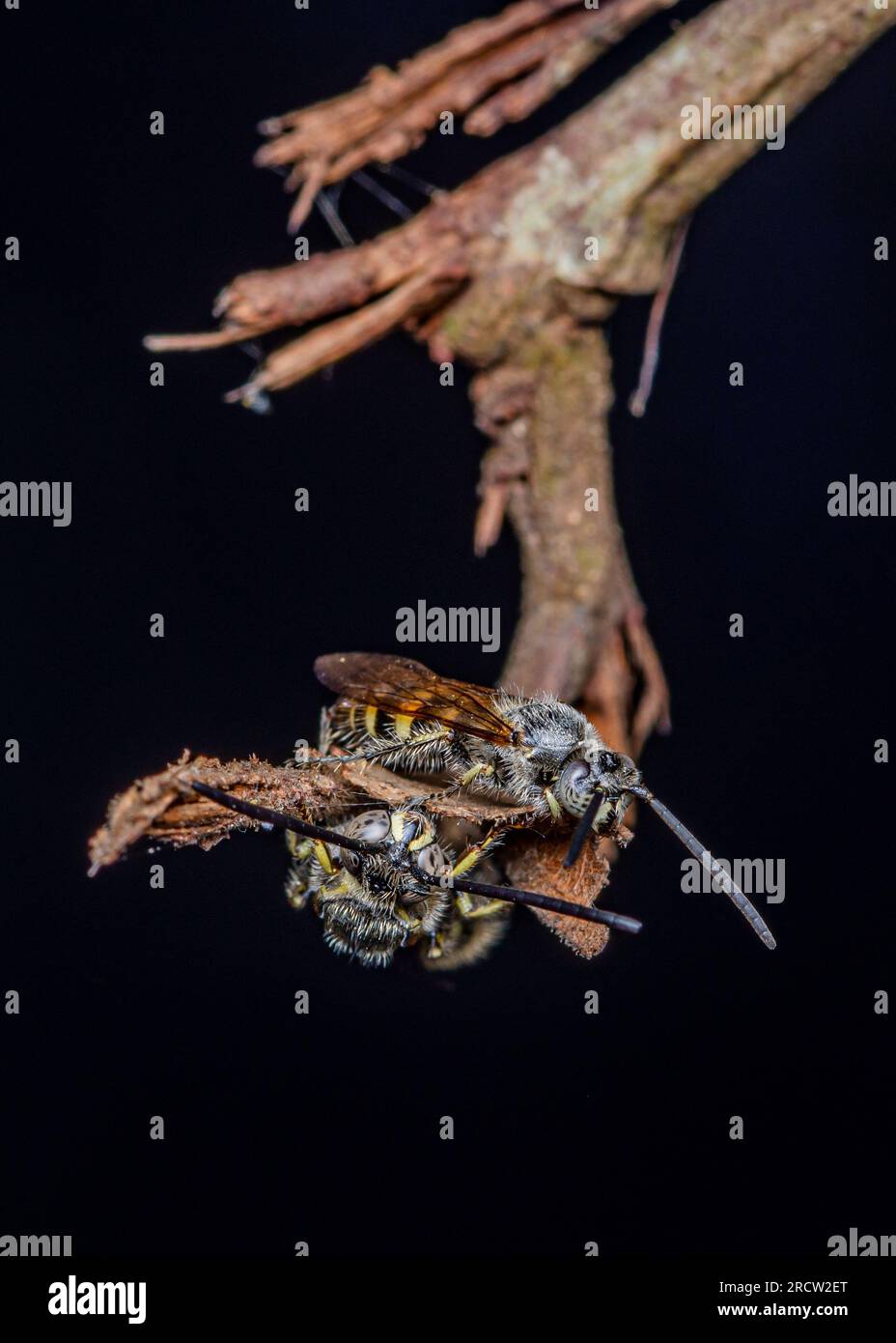 Guêpe Scoliidae, guêpe à fleurs velues jaunes reposant sur la branche, insecte proche dans la nature, ficos sélectifs. Banque D'Images