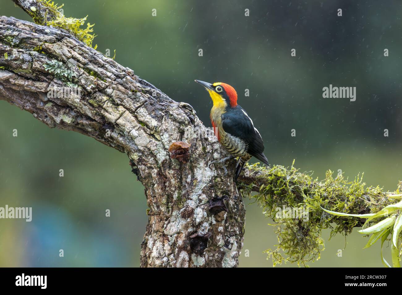 Un pic à face jaune coloré (Melanerpes flavifrons) recherche des insectes dans un arbre alors qu'une pluie légère tombe dans la forêt atlantique du Brésil. Banque D'Images