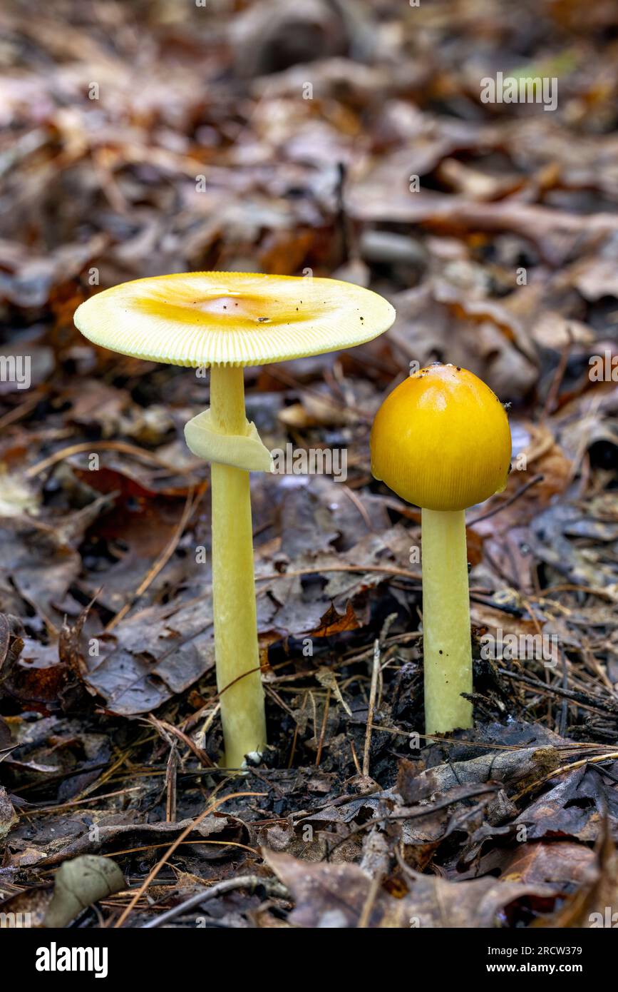 Amanita espèce de champignon - Headwaters State Forest, près de Brevard, Caroline du Nord, États-Unis Banque D'Images