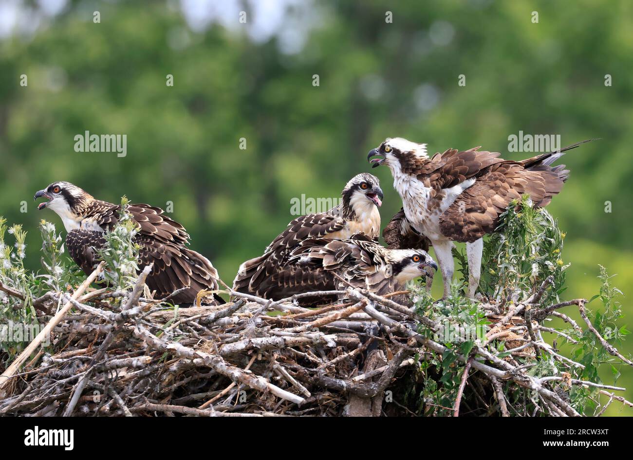 Mère Osprey et poussins dans le nid, Ontario, Canada Banque D'Images