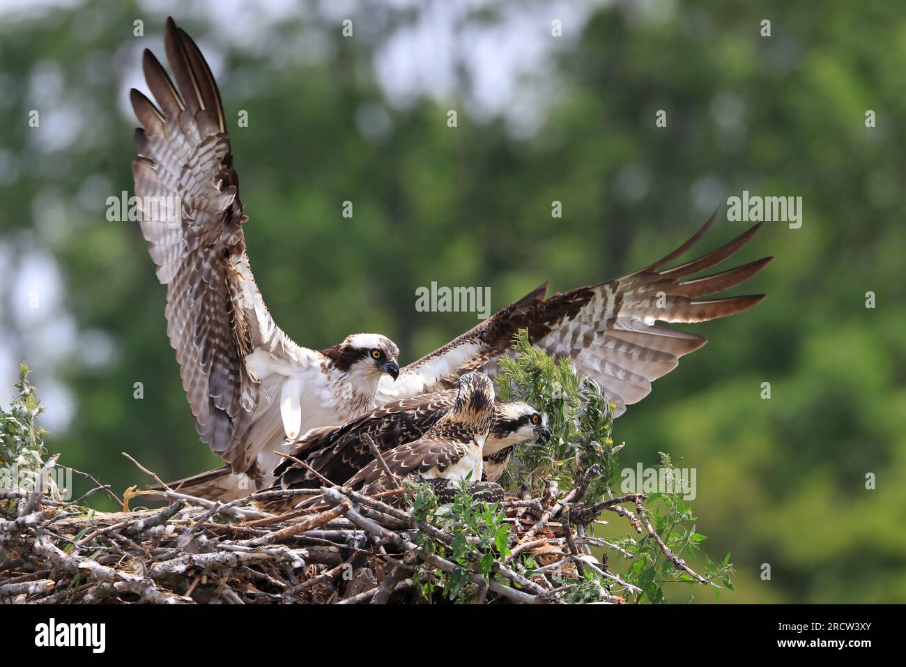 Mère Osprey et poussins dans le nid, Ontario, Canada Banque D'Images