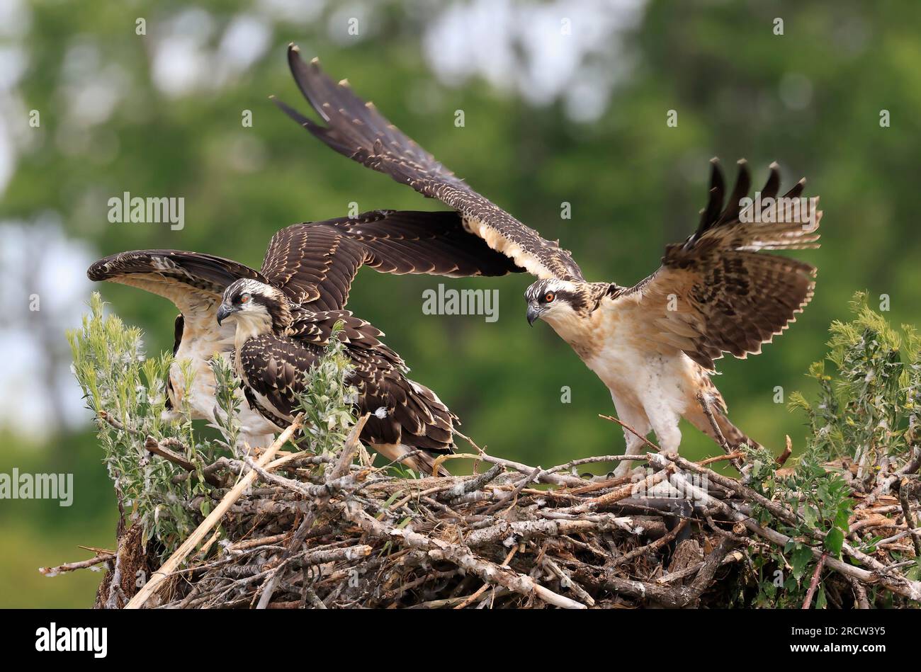 Entraînement des poussins Osprey pour le vol, Ontario, Canada Banque D'Images