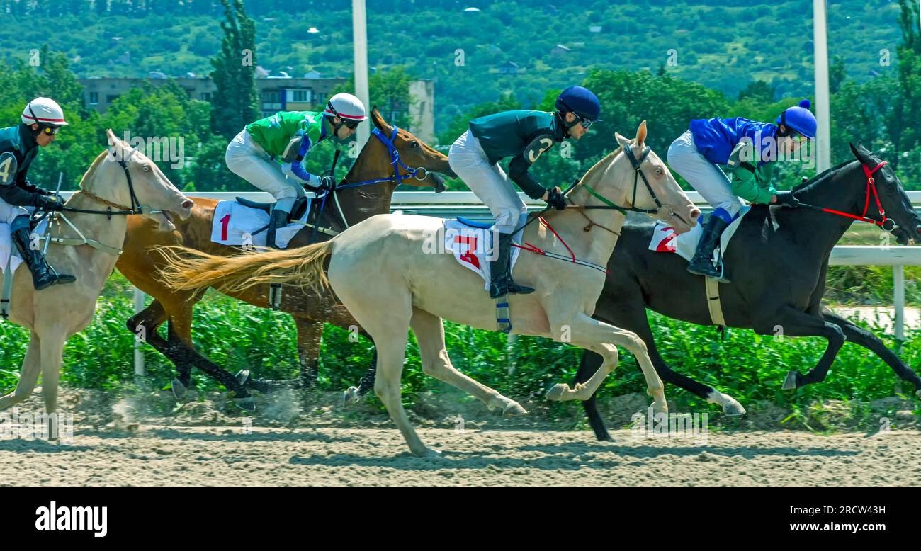 PYATIGORSK, RUSSIE - 15 JUILLET 2023 : course de chevaux pour le prix Oaks parmi les chevaux akhal-teke à l'hippodrome de Pyatigorsk. Banque D'Images