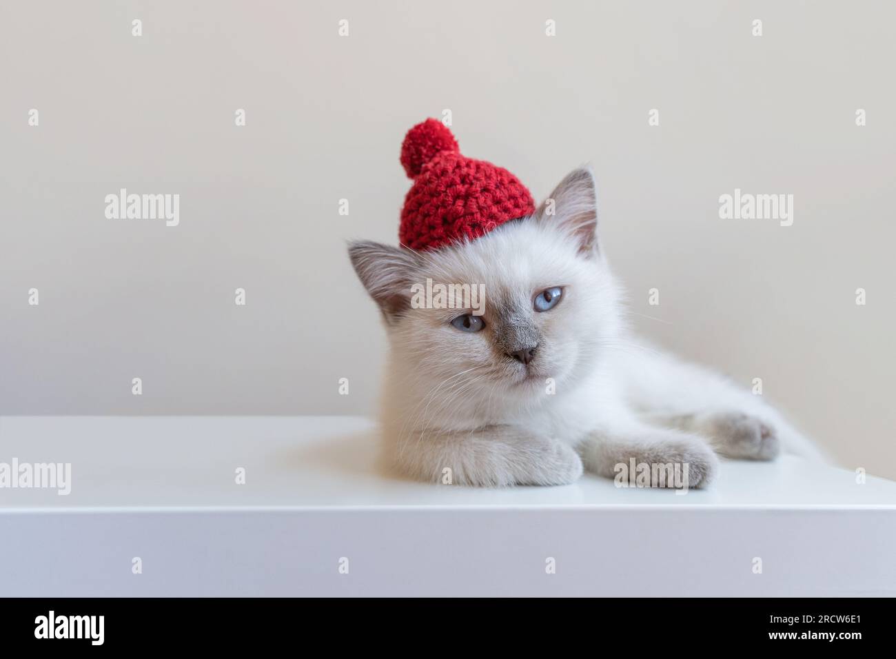 Chaton blanc dans un bonnet tricoté rouge Banque D'Images