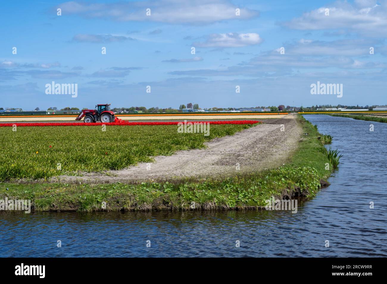 Rangées de tulipes et champs près des jardins de Keukenhof avec un tracteur au loin Banque D'Images