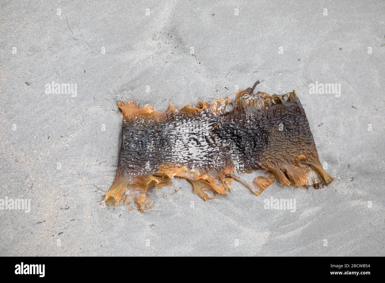 Algue de Kelp (Saccharina latissima) sur sable gris, Ardalanish Beach, Mull Banque D'Images