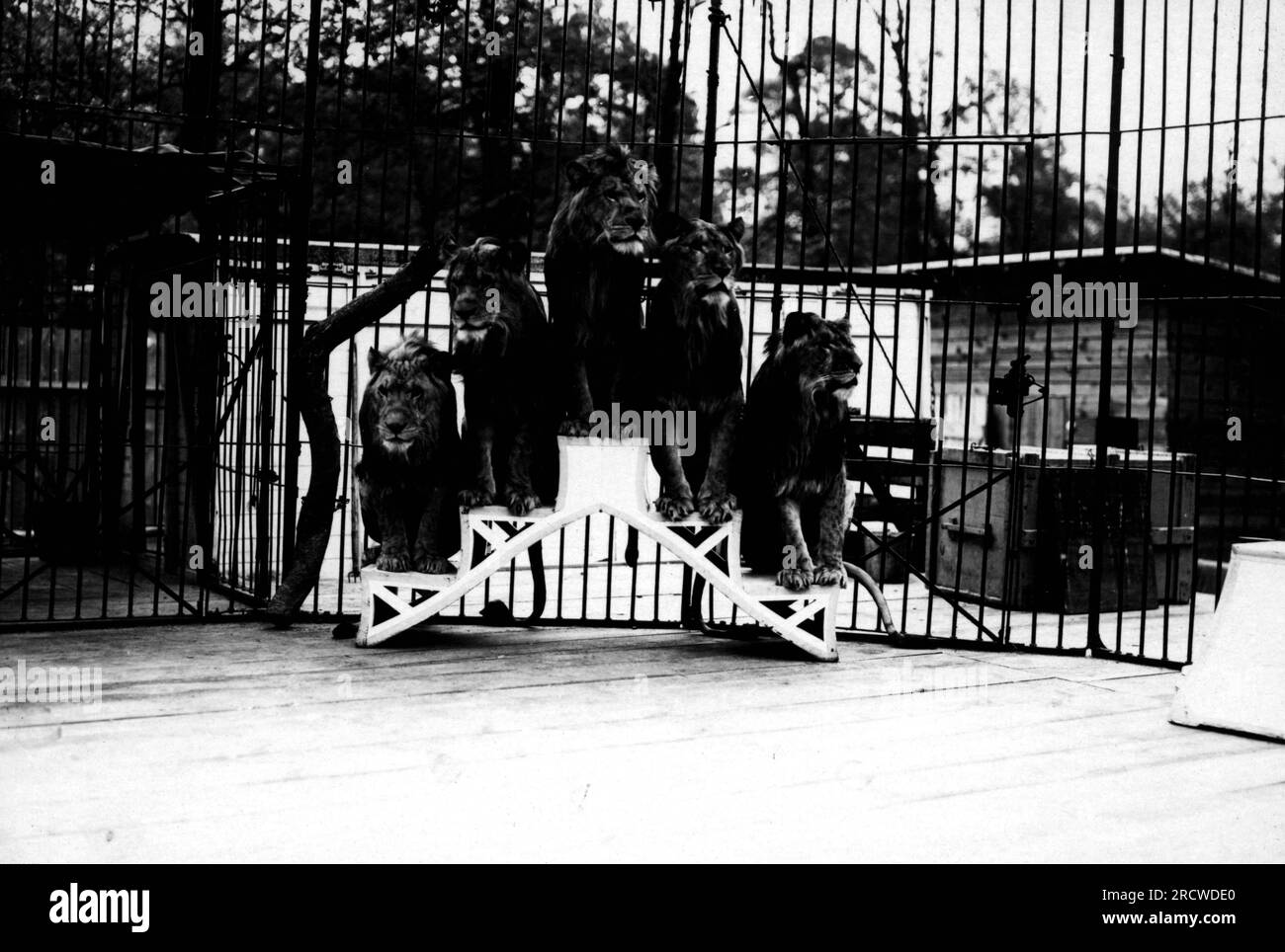 Cirque, entraînement des animaux, circa 1930, INFORMATION-AUTORISATION-DROITS-SUPPLÉMENTAIRES-NON-DISPONIBLE Banque D'Images