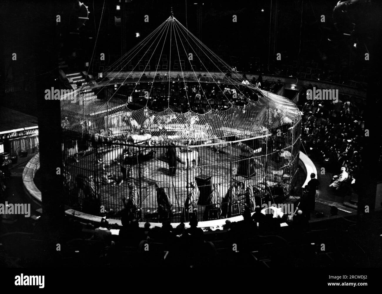 Cirque, entraînement des animaux, circa 1930, INFORMATION-AUTORISATION-DROITS-SUPPLÉMENTAIRES-NON-DISPONIBLE Banque D'Images