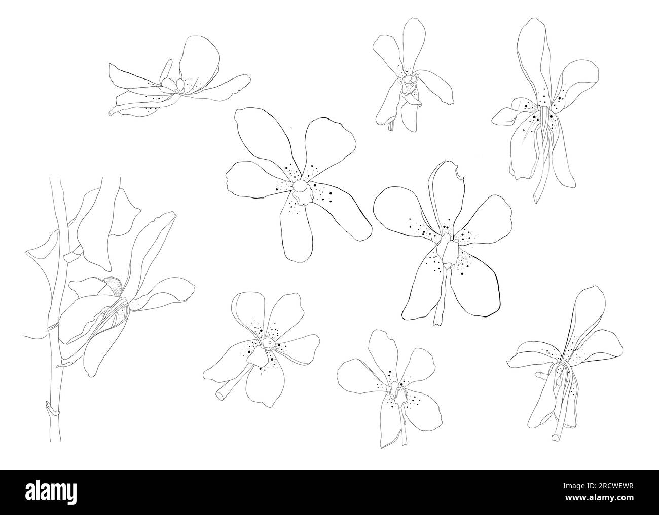 Illustration de contour d'orchidée isolé sur fond blanc Banque D'Images