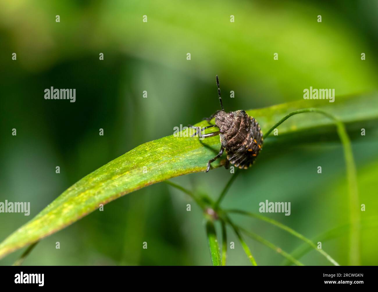 Nymphe d'une punaise à pattes rouges sur la feuille d'herbe dans une ambiance naturelle Banque D'Images