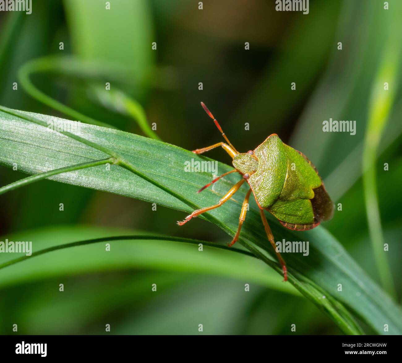 Bug bouclier vert sur une feuille d'herbe dans une ambiance naturelle Banque D'Images