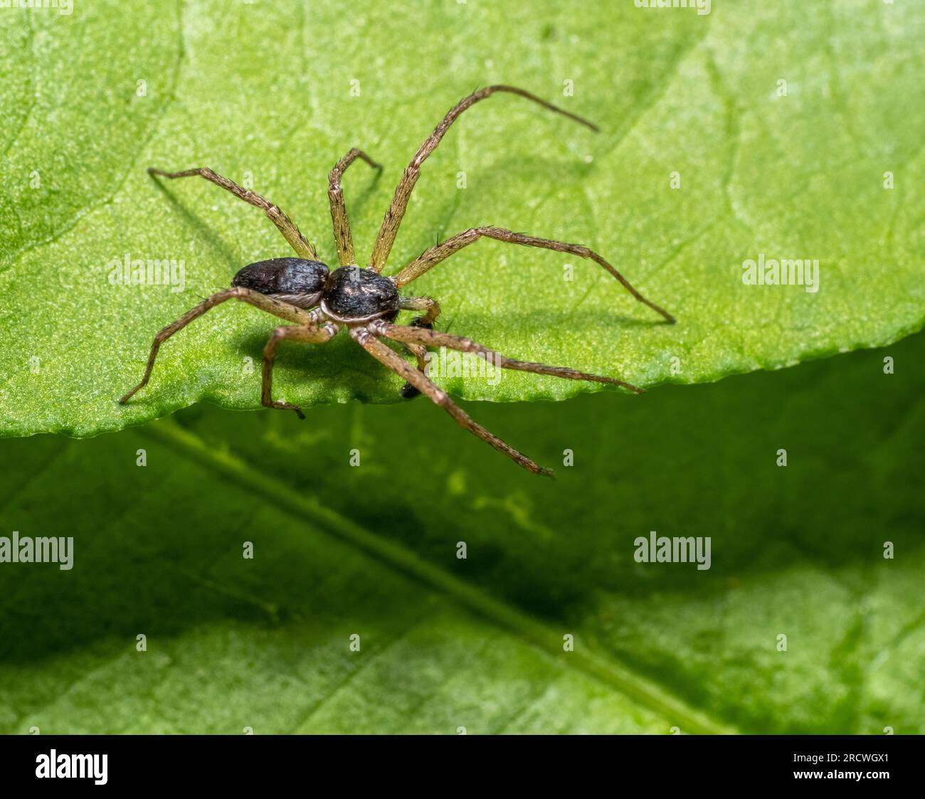 Araignée de crabe philodromide mâle au bord d'une feuille verte Banque D'Images