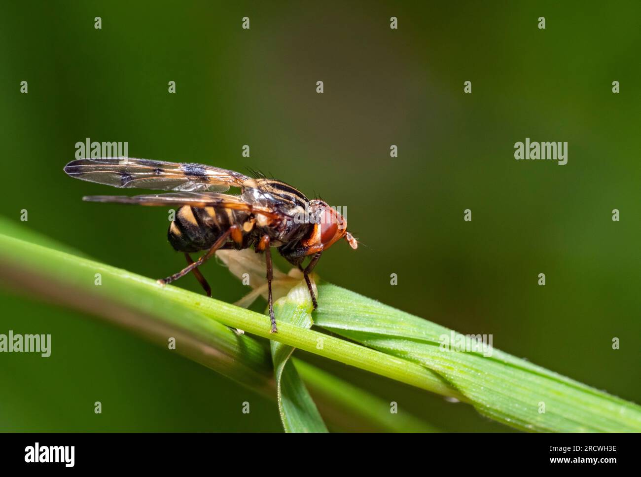 Photo macro à faible angle d'une mouche à ailes photographiée reposant sur un brin d'herbe Banque D'Images