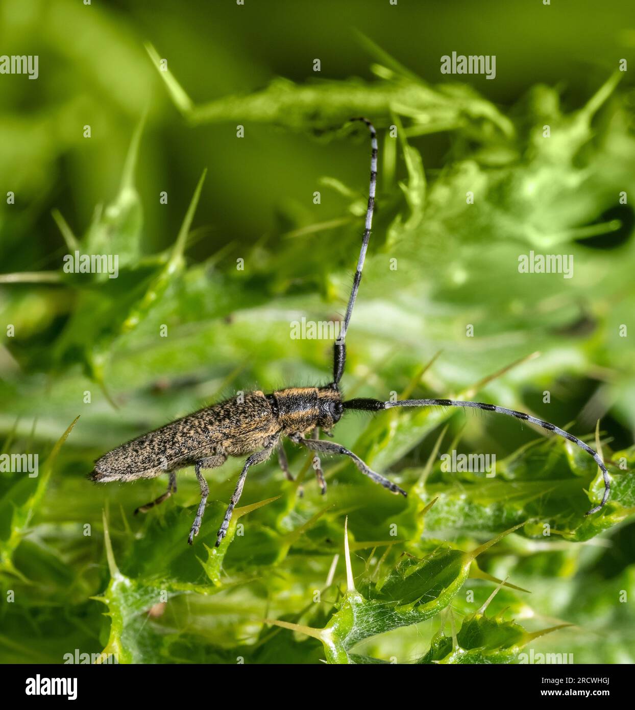 Le long-corne gris fleuri doré sur une plante épineuse Banque D'Images