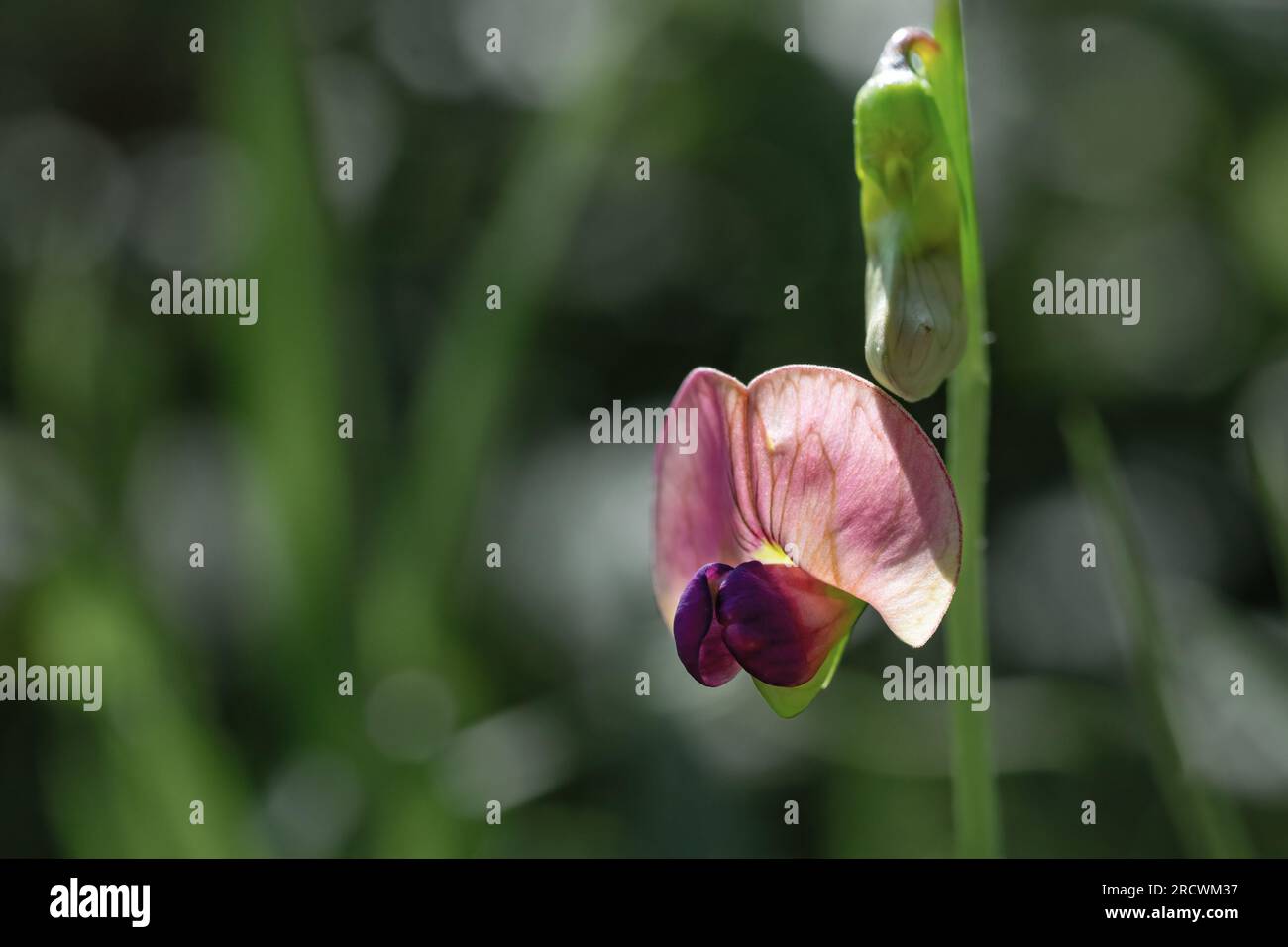 Vue en gros plan du pois plat ou du pois éternel à feuilles étroites (Lathyrus sylvestris). Banque D'Images