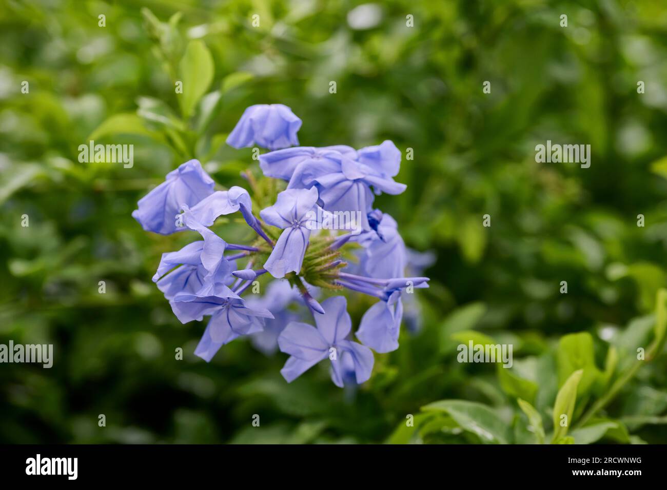 Arbuste pérenne Plumbago Auriculata, fleur bleue impériale Banque D'Images
