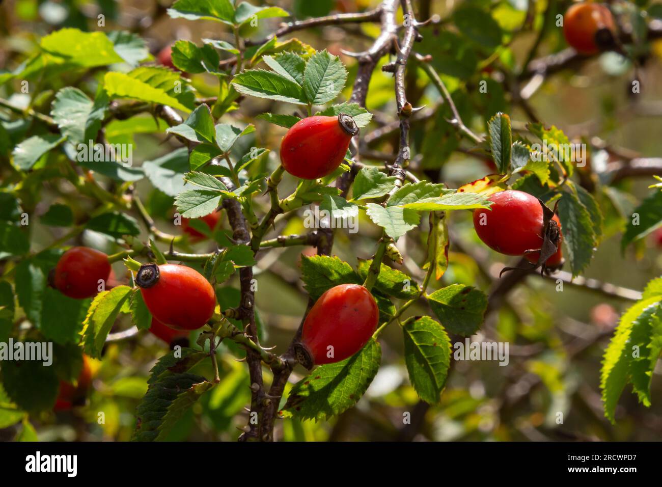 Rosa canina est une plante vivace de la famille des roses, un grand buisson avec des branches accrochées arcuely couvertes de fortes épines accrochées. Vitamine, médicinale Banque D'Images