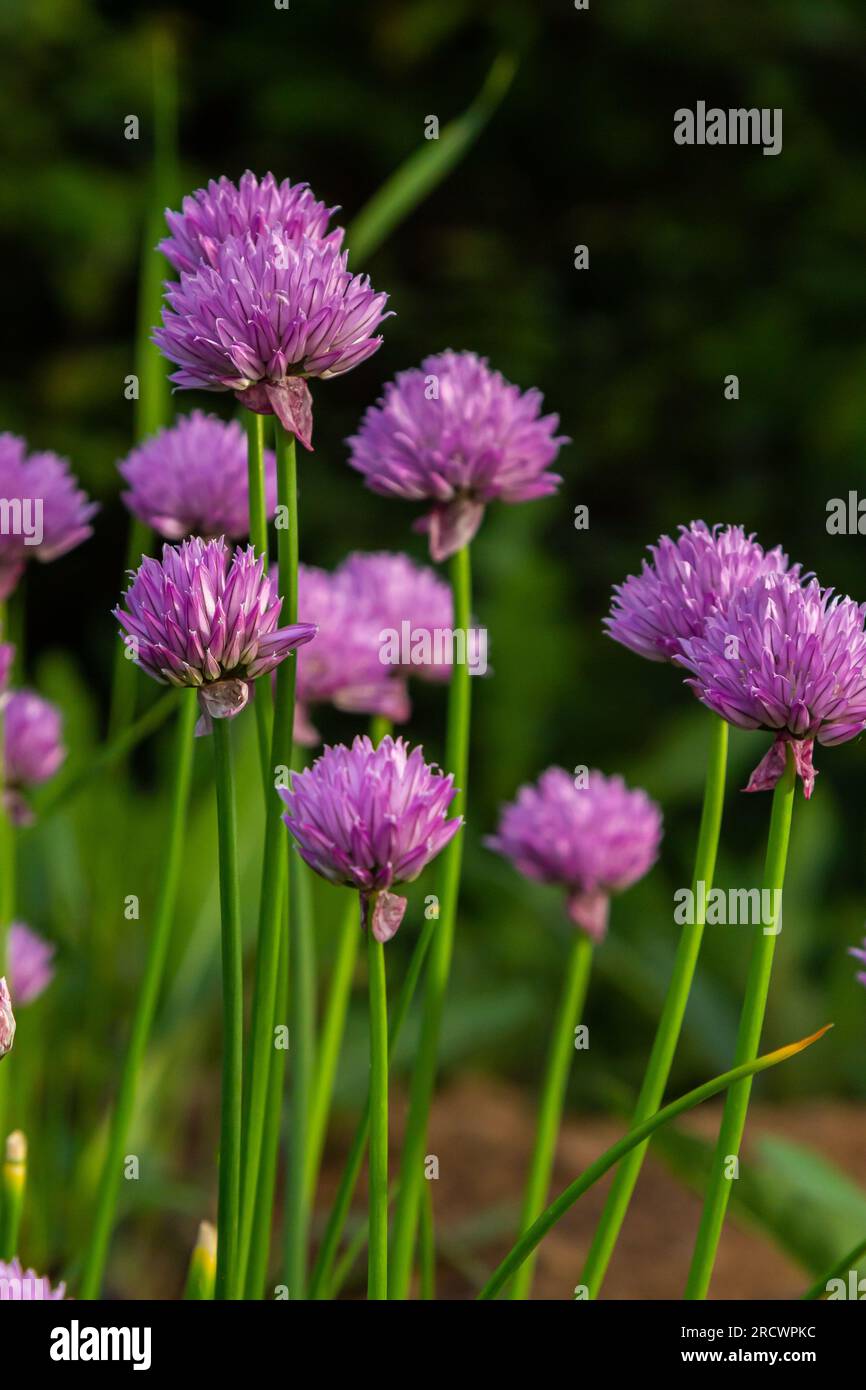 Vue rapprochée des bourgeons et des fleurs violettes émergeantes sur les ciboulettes comestibles allium schoenoprasum. Banque D'Images