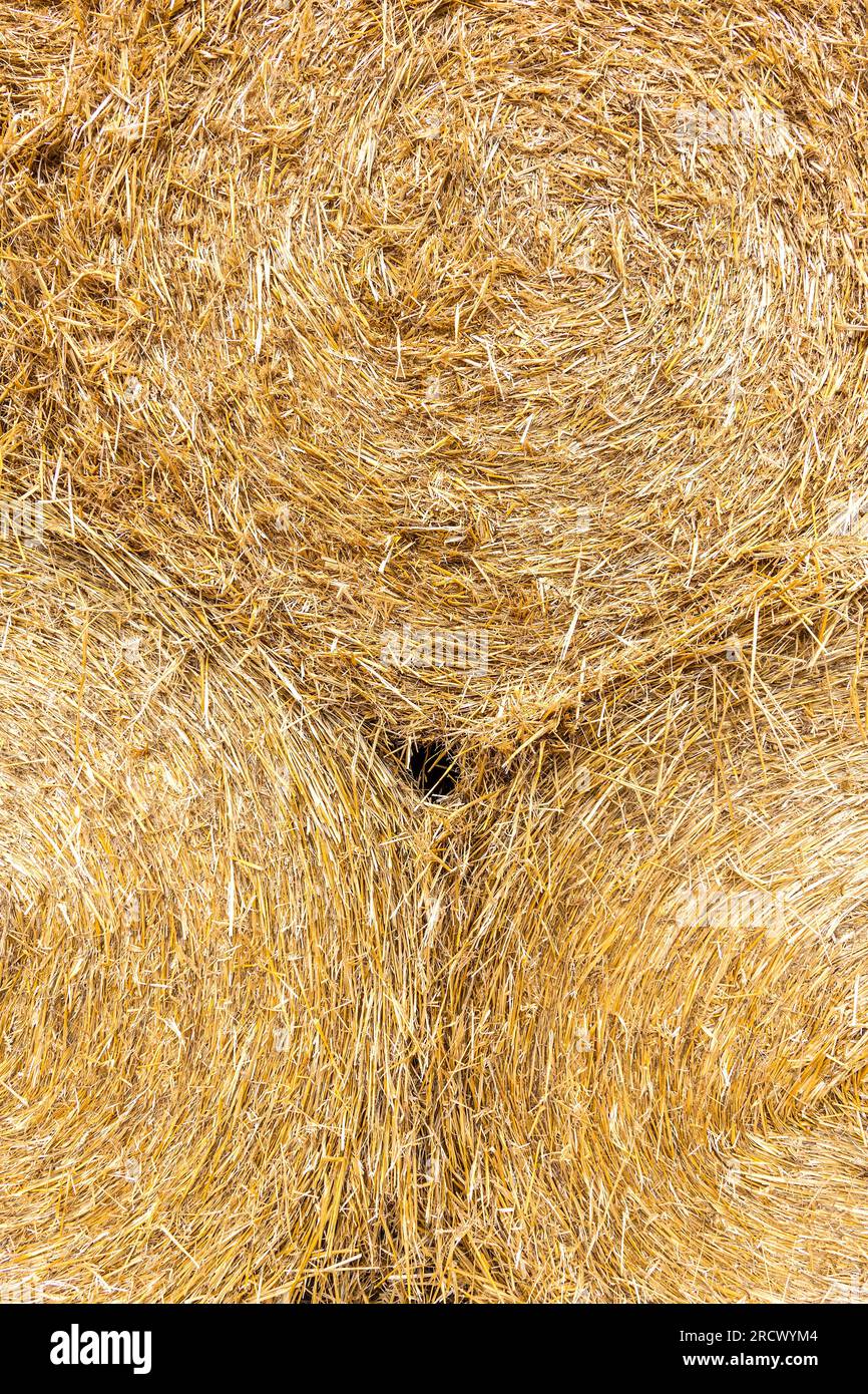 Pile de balles de paille après récolte de blé - Saint-Michel-en-Brenne, Indre (36), France. Banque D'Images
