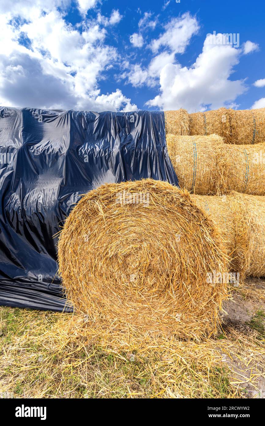 Pile de balles de paille après récolte de blé - Saint-Michel-en-Brenne, Indre (36), France. Banque D'Images