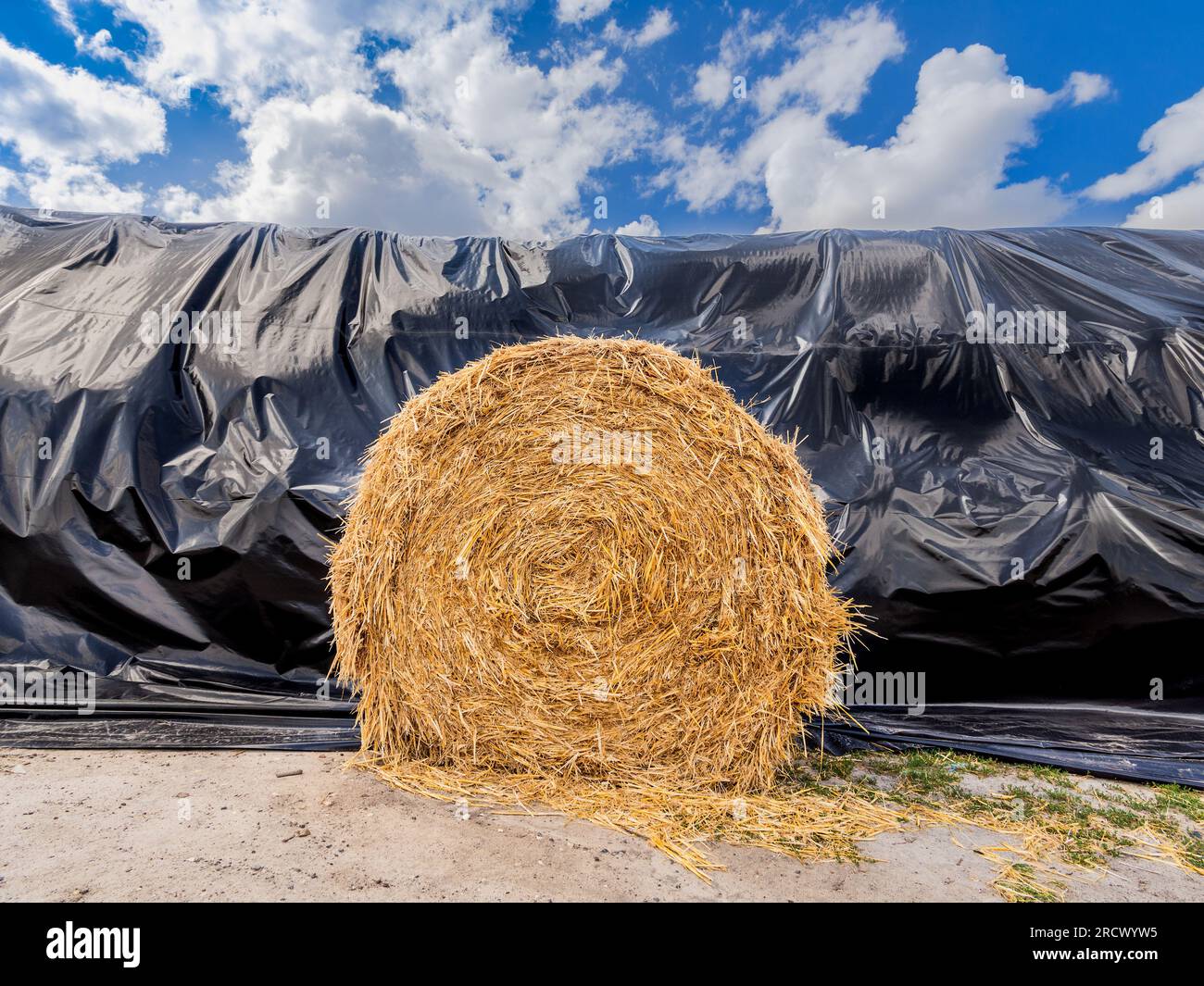 Pile de balles de paille après récolte de blé - Saint-Michel-en-Brenne, Indre (36), France. Banque D'Images