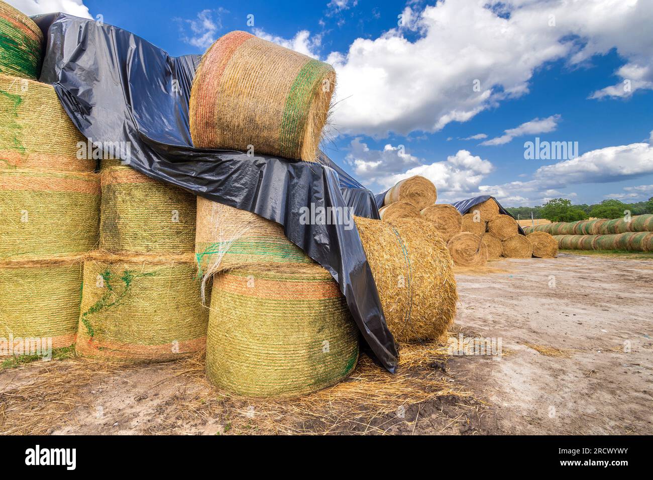 Pile de balles de paille après récolte de blé - Saint-Michel-en-Brenne, Indre (36), France. Banque D'Images