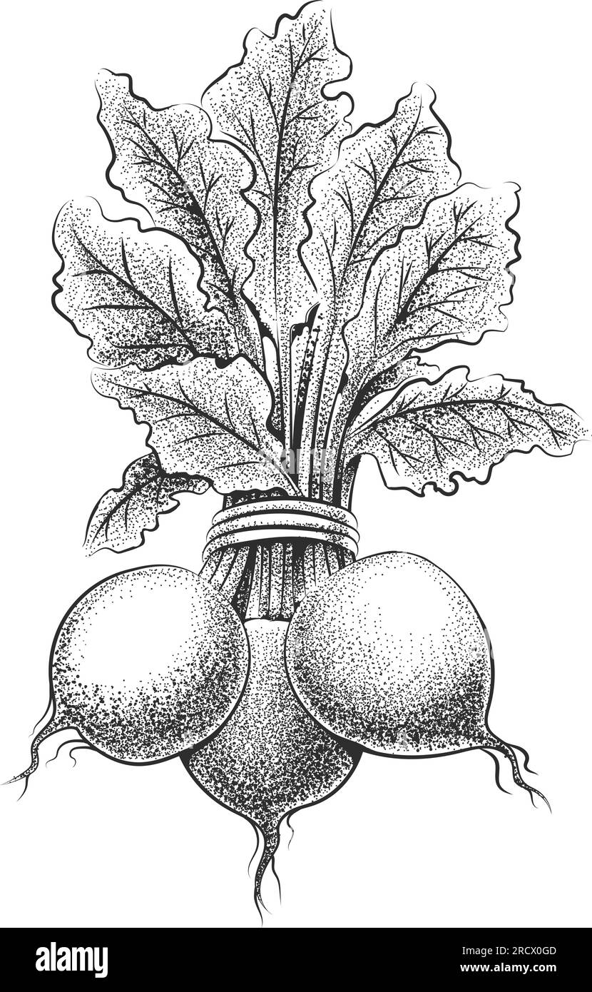 Betteraves bouquet de légumes tirés à la main Illustration de Vecteur
