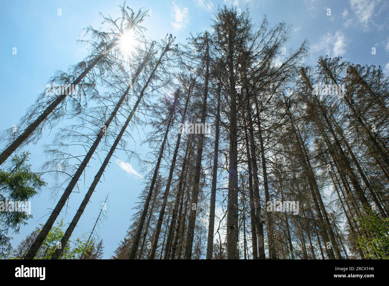 Forêt bavaroise / Allemagne - effondrement d'un peuplement d'épicéas non naturel, à faible résilience et même vieilli en raison de la chaleur, de la sécheresse et de l'infestation de coléoptères des écorces. Banque D'Images