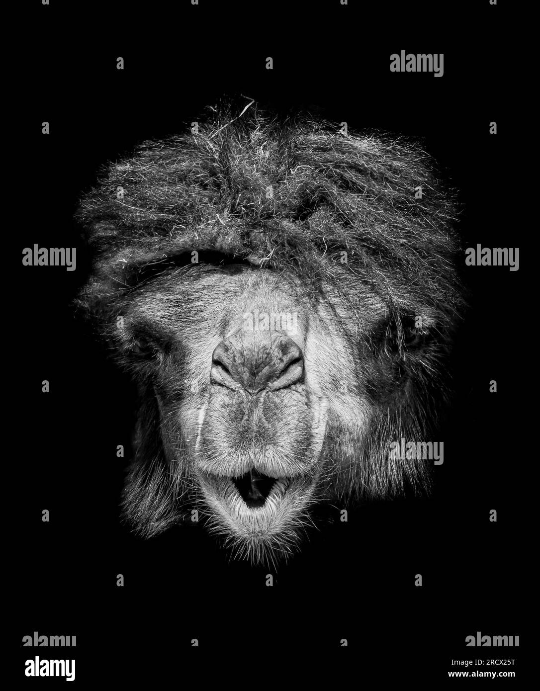 Ce chameau amical souffle un baiser, KNOWSLEY SAFARI PARK, PRESCOT UK D'un orang-outan tenant deux doigts à un singe souffrant de la pire journée de cheveux Banque D'Images