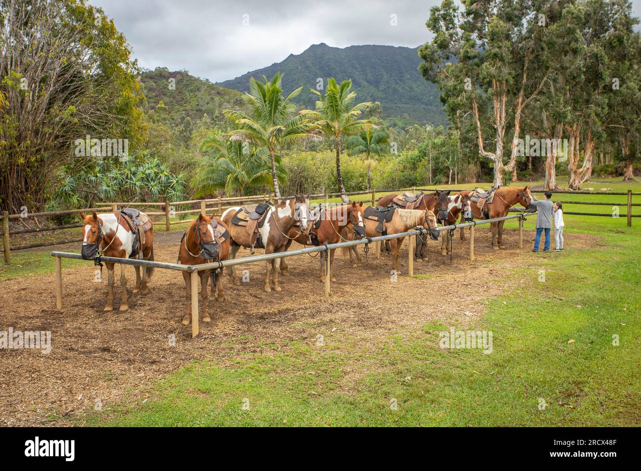 Chevaux faisant une pause de randonnée, Silver Falls Ranch, Kauai Banque D'Images