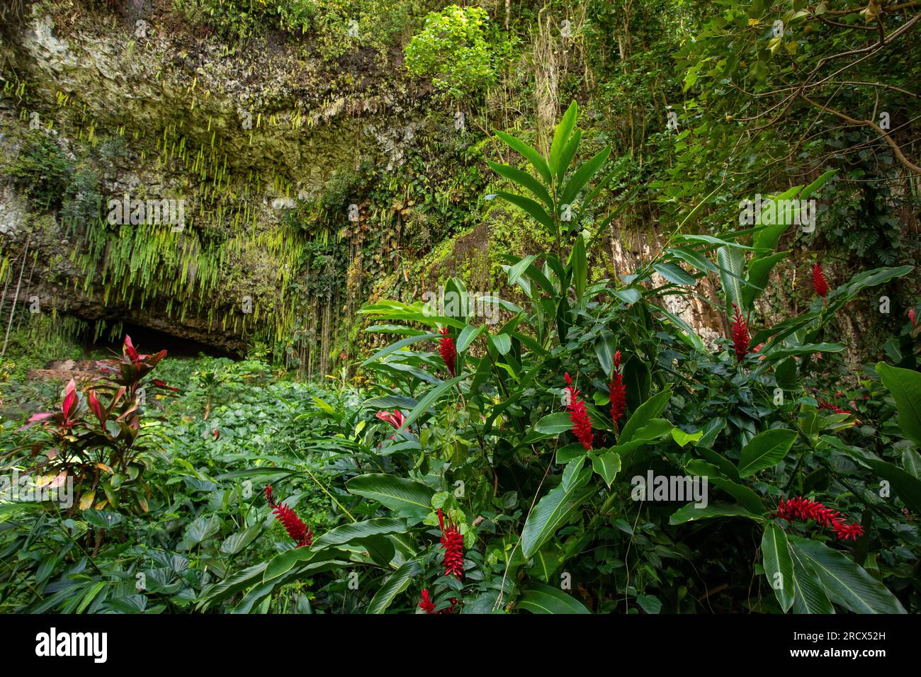 Fleurs ornent la Grotte de Fern, Kauai Banque D'Images