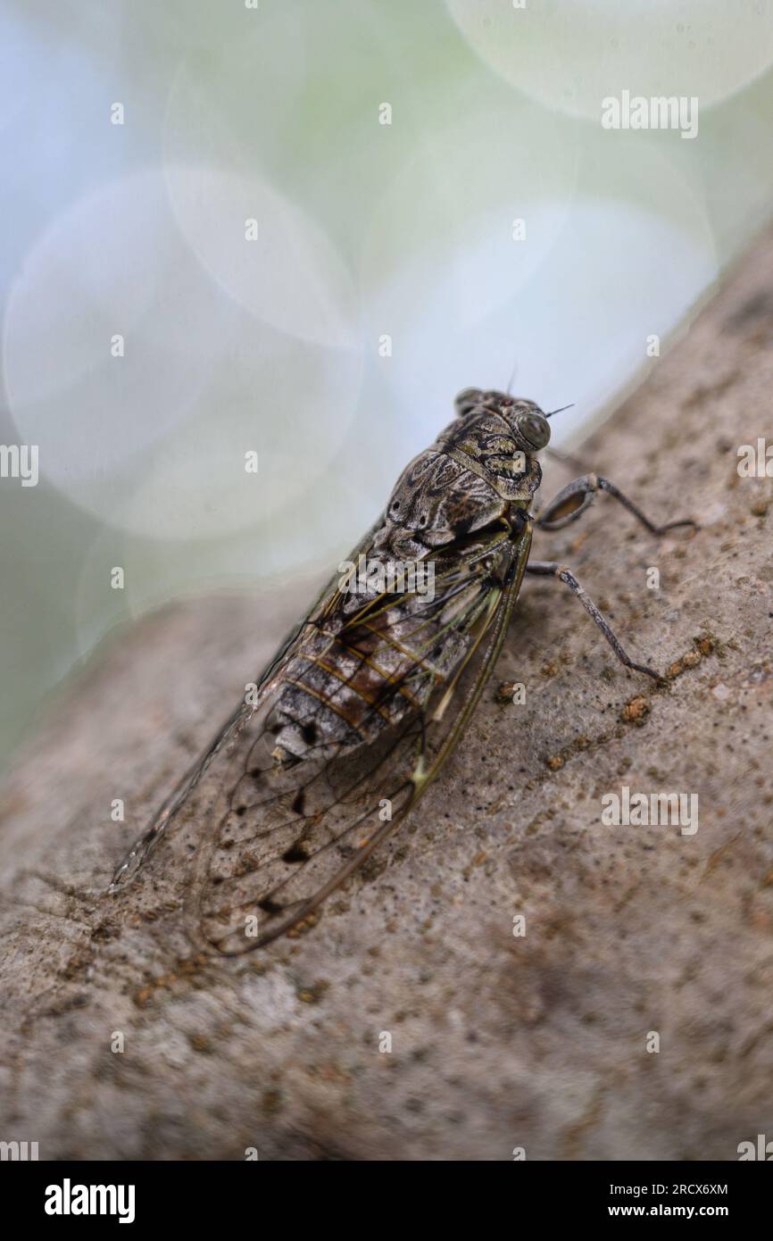 Zadar, Croatie. 16 juillet 2023. Le cricket, insecte apparenté à la sauterelle, peut être vu sur un arbre à Zadar, en Croatie, le 16 juillet 2023. Photo : Davor Puklavec/PIXSELL crédit : Pixsell/Alamy Live News Banque D'Images
