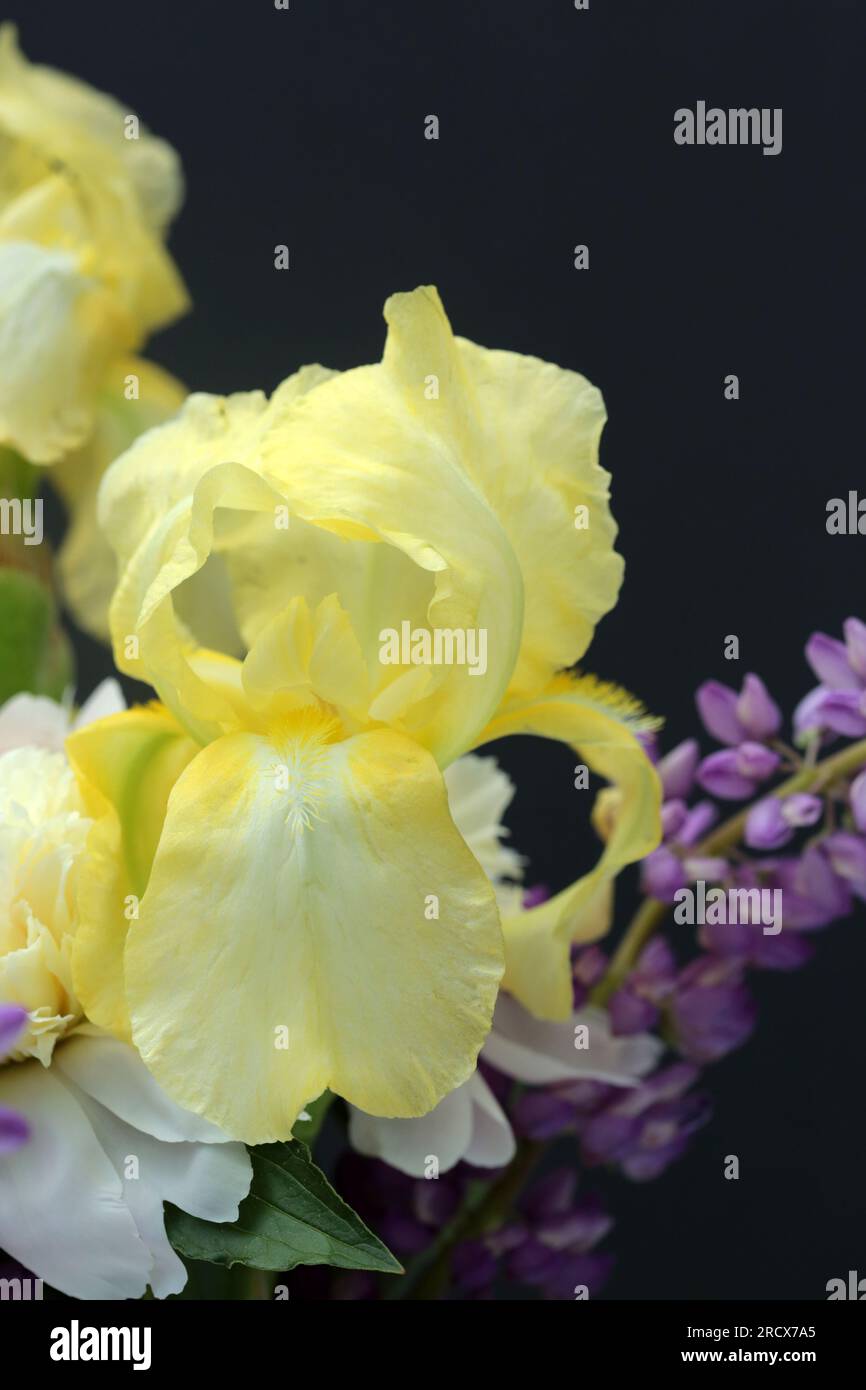 Gros plan de fleurs d'Iris, de pivoine et de lupin sur fond noir. Banque D'Images