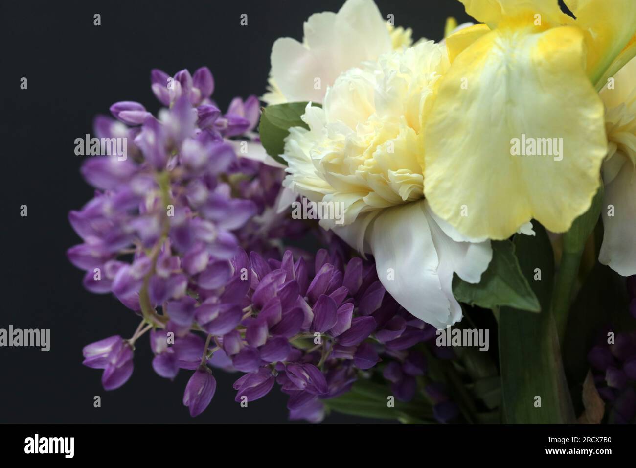 Gros plan des fleurs de pivoine, Iris et Lupin sur fond noir. Banque D'Images