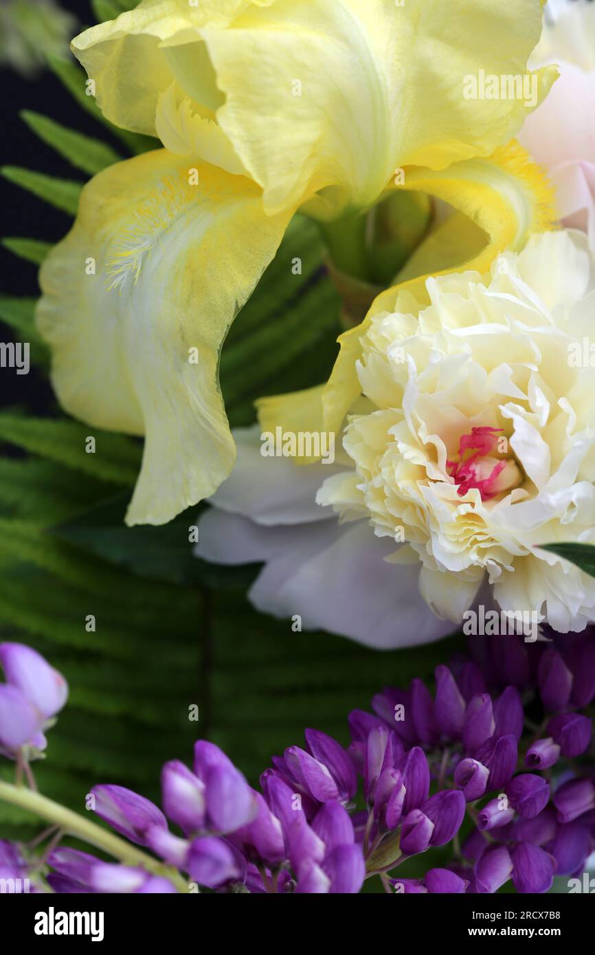 Gros plan des fleurs de pivoine, Iris et Lupin sur fond noir. Banque D'Images