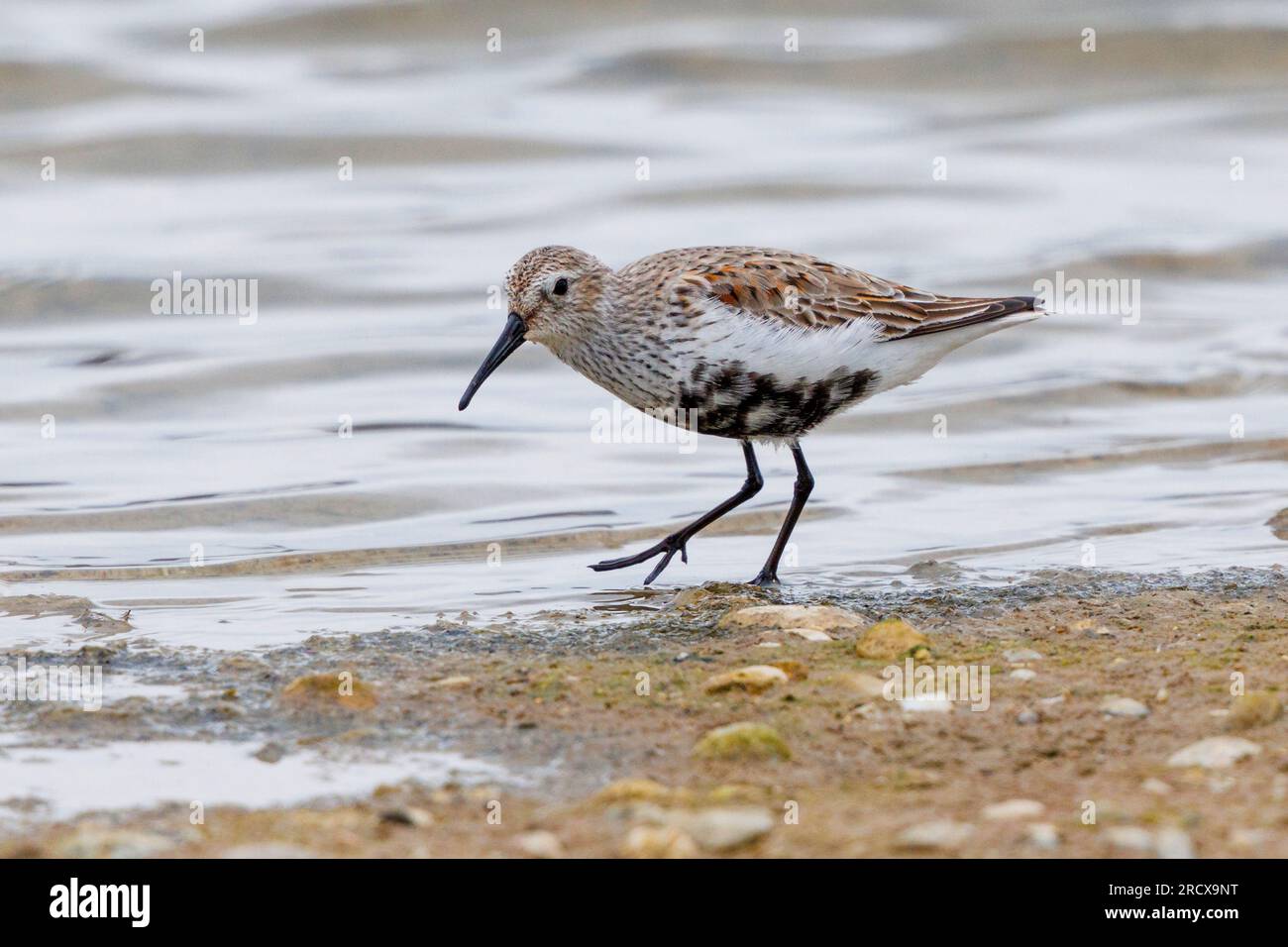 dunlin (Calidris alpina), recherche de nourriture dans la marge de lavage, vue de côté, Allemagne, Bavière Banque D'Images
