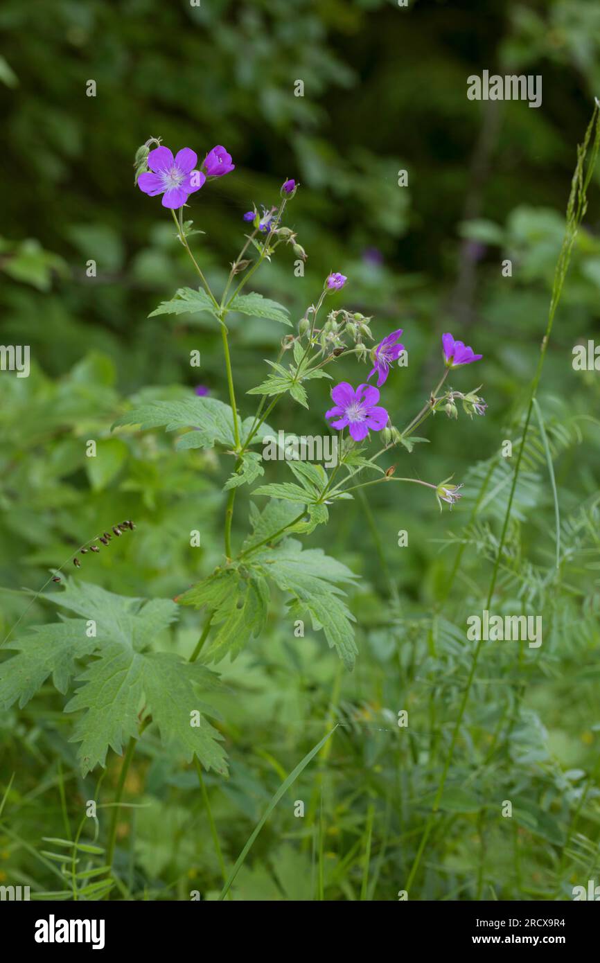 Écailles de bois, géranium des bois (Geranium sylvaticum), floraison, Suède Banque D'Images