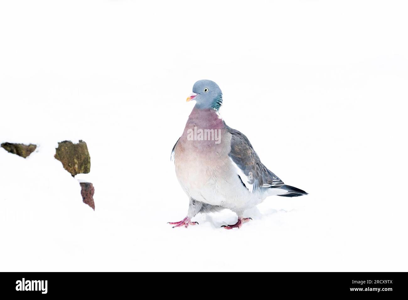 Pigeon des bois (Columba palumbus), assis dans la neige, pays-Bas Banque D'Images Pigeon des bois (Columba palumbus), assis dans la neige, pays-Bas Banque D'Images