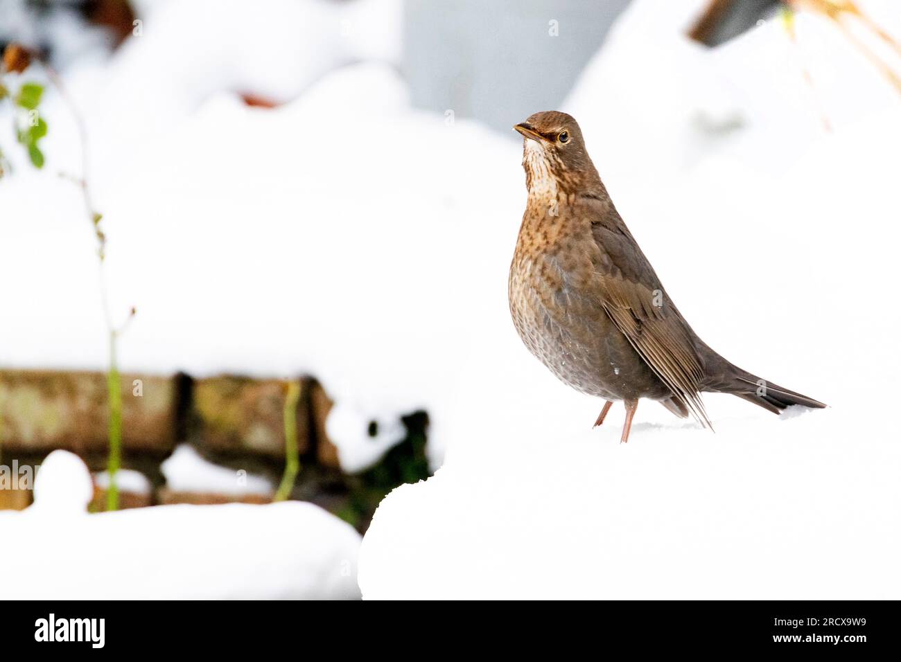 blackbird (Turdus merula), femelle dans la neige, pays-Bas Banque D'Images